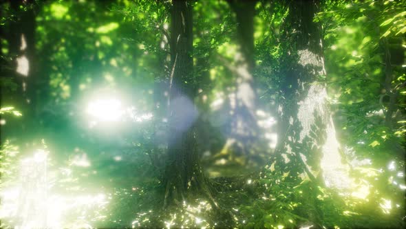 Morning in the Misty Spring Forest with Sun Rays alt