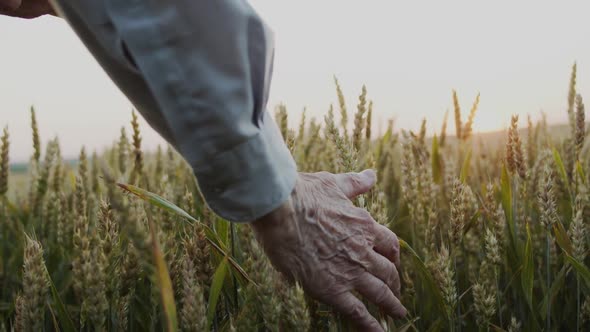 Old Senior's Hand Strokes the Ripe Ears of Wheat and Puts Them at Loaf of Bread