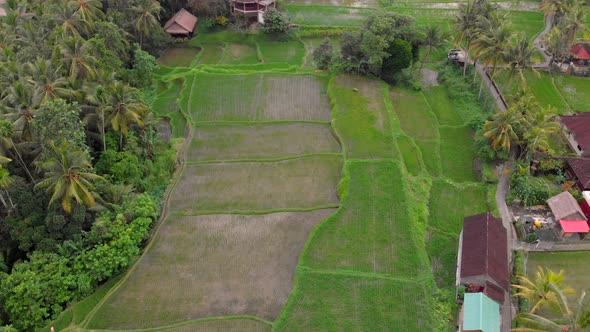 Aerial Shot of Rice Fields and Houses Surrounding a Walkway