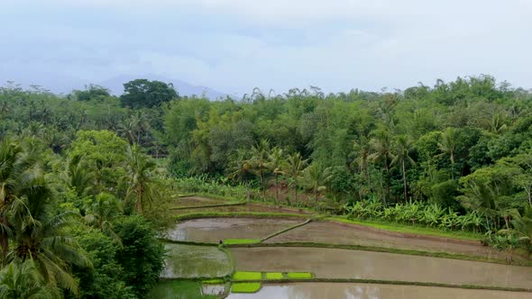Rice field terraces with vibrant tropical forest around, aerial ascend view