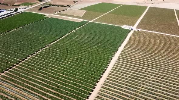 Aerial view of rows of blueberry
