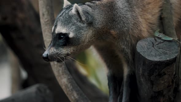 Crab-eating Raccoon Searching For Food Perching On Mangrove Forest Trees In Costa Rica, Central Amer