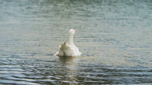 A snow white goose floating alone in a peaceful lake.