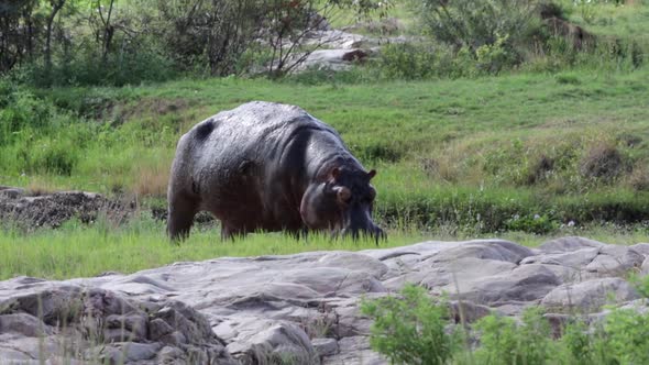 Large adult hippopotamus with Oxpecker birds eats fresh green grass