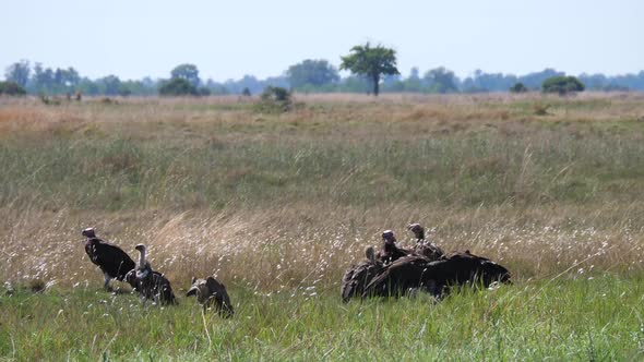 Group of hooded vultures around their prey 