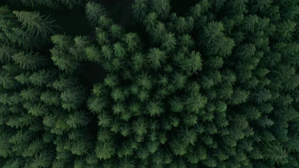 Top Down View Of Coniferous Forest In Frumoasa, Harghita County, Romania - aerial drone shot