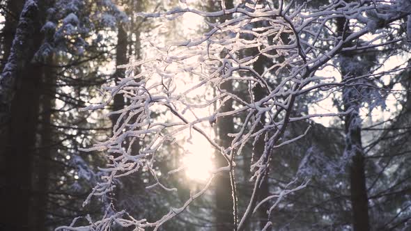 Looking the Sunset Through Frozen Tree Branches