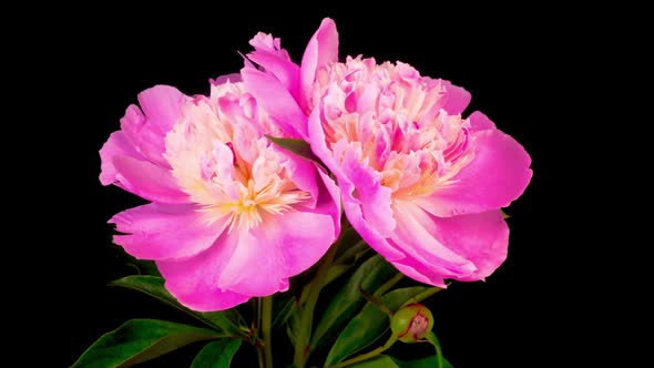 Time Lapse of Two Beautiful Pink Peony Flowers Blooming