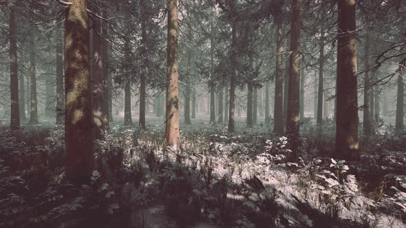 Pine Forest Illuminated By the Morning Sun on a Foggy Early Spring Day