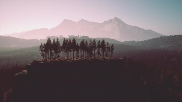 Evergreen Fir Tree and Mountains on a Background on a Sunset After the Rain