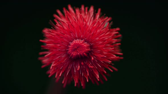 Growing Red Plants Blooming Flower Blossom in Time Lapse Nature Spring Season