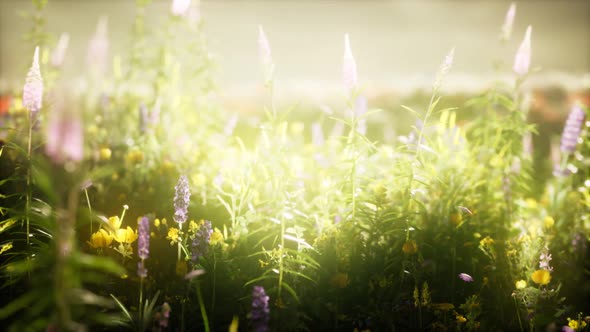 Wild Flowers in the Field