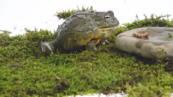 Cyclorana Toad-water Pot Frog Sitting on a Stone on Green Moss in White Background
