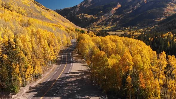 Yellow Autumn Aspen Tree Leaves