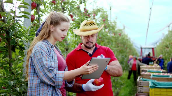 In the Modern Apple Orchard Father Farmer