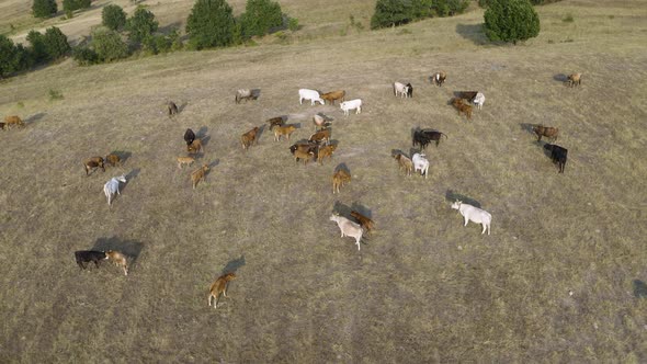 herd of Simmental Aberdeen meat cows at rural farm pasture, aerial drone