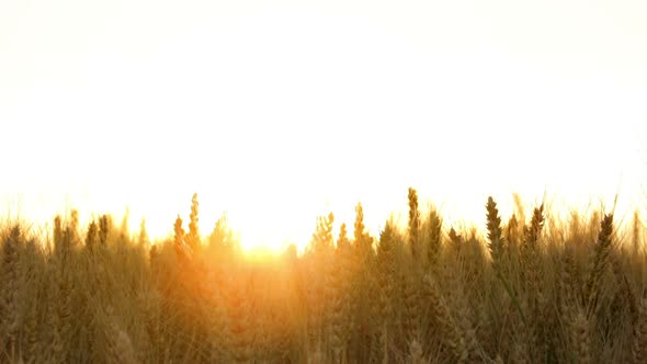 Ears of Wheat Field With Sun