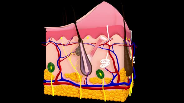 Skin Anatomy