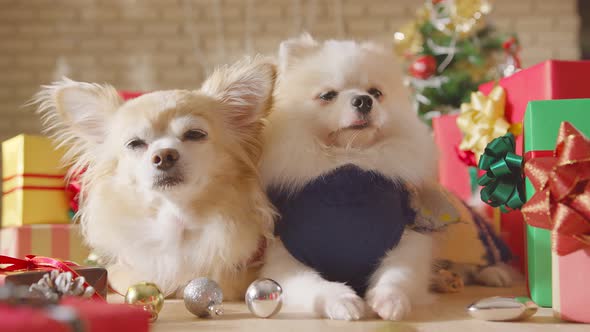 happiness and cheerful Dogs breed pomeranian and Chihuahua friend laydown together