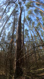 Vertical Video of the Forest Landscape Slow Motion