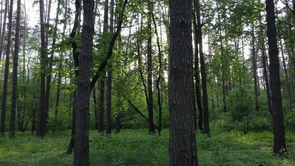 Wild Forest Landscape on a Summer Day