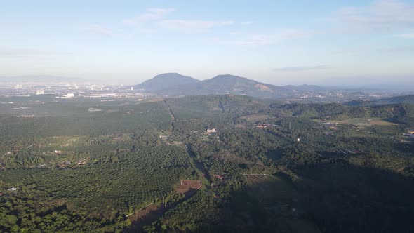 Aerial view oil palm plantation in morning