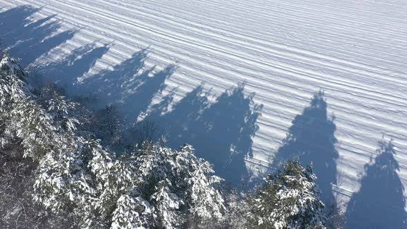 Long shadows over snowed ground in the woods 4K drone video