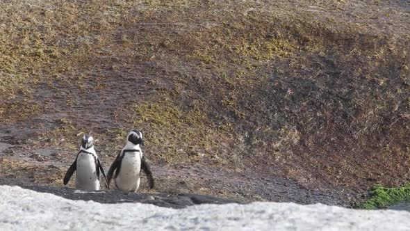 penguin chases after other penguin chases after other