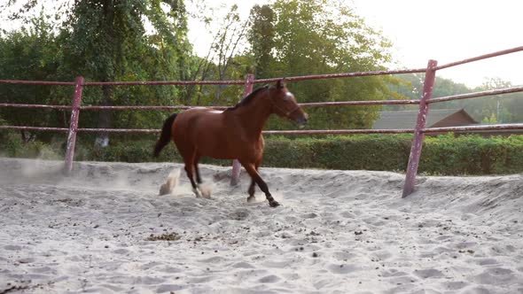 Horse Regular Training Running Circle Arena