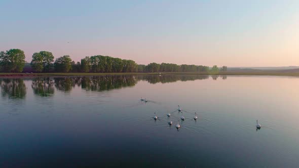 Aerial Video White Swans on a Lake in the Wild