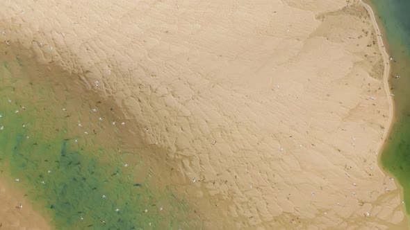 Flock of Birds Fly Over Shallow Water and Sandy Beach