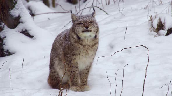 Closeup of a Lynx