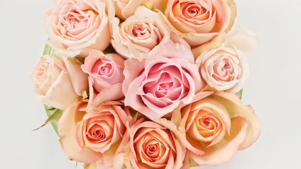 Beautiful Pink Rose Rotating on White Background Macro Shot