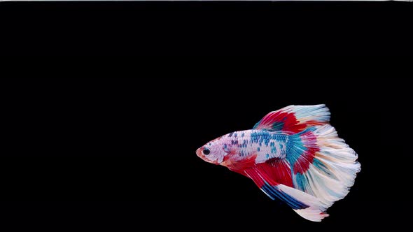 Slow motion of Siamese fighting fish (Betta splendens), well known name is Plakat Thai