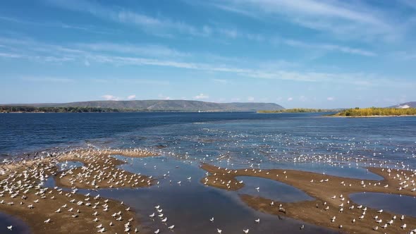 River, Sand and Lots of Seagulls on the Shore