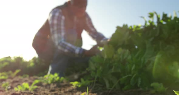 Mature man working on farm