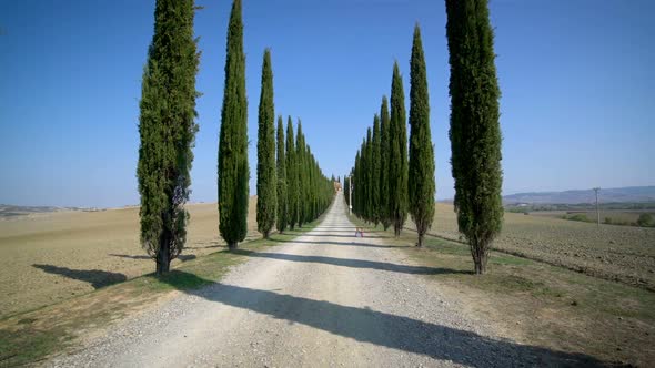 Cypress Trees Row along Tuscany Road - Driver POV