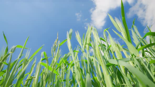 Close Up Shot of Green Wheat Field Growing