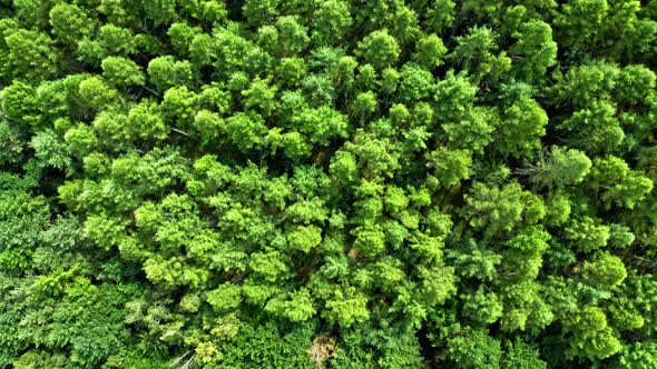 Top down view of green trees in summer.