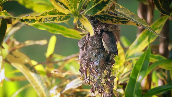 Purple sunbird in Bardia national park, Nepal