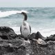 Cormorant On A Rock At The Seaside - VideoHive Item for Sale