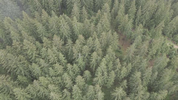 Ukraine, Carpathians: Forest Landscape. Aerial View. Flat, Gray