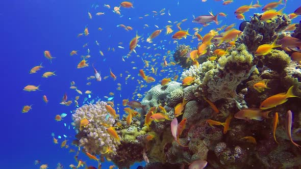 Beautiful Tropical Coral Garden