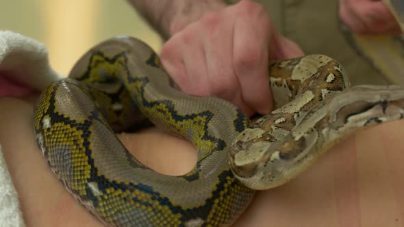 Close Up Big Snake Crawling on Female Body