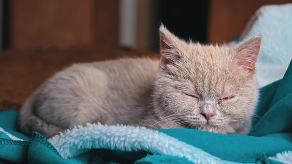 Gray Thoroughbred Soapy Kitten Lies on the Bed and Falls Asleep