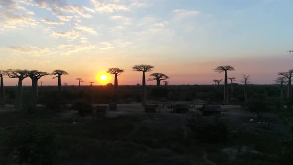 Avenue Of The Baobabs Morondava Madagascar 4