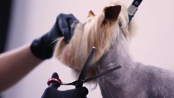 Grooming. Dog Gets Hair Cut At Pet Spa Salon Closeup