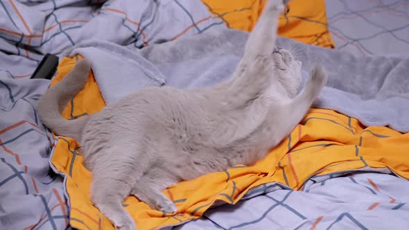 Gray British Domestic Cat Playing with a Rope on the Bed