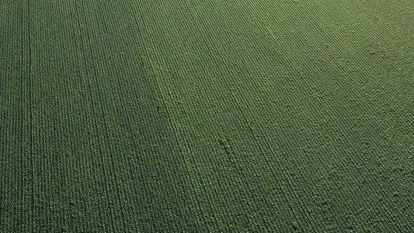 Cabbage Plantation in the Field. Vegetables Grow in a Rows