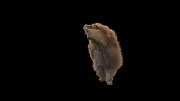 118 Bear Dancing HD